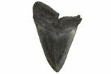 Fossil Megalodon Tooth - South Carolina #214741-1